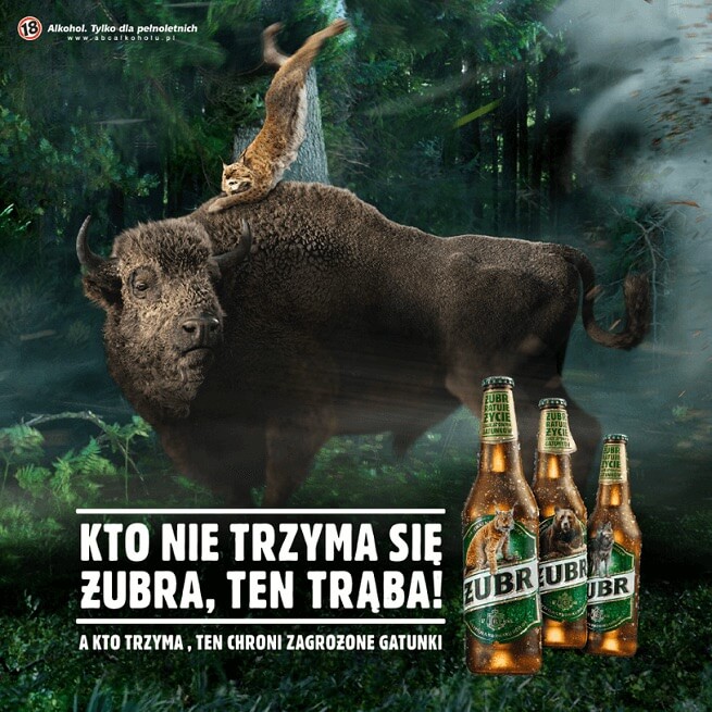 reklama piwa Żubr